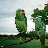Picture of two birds on Pineridge Christian Camp in Belize